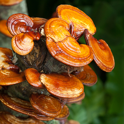 Ganoderma, protezione del fegato e effetto anti-età