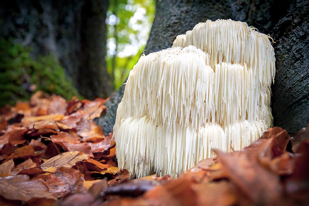 Hericium e ritrovi le abilità cognitive