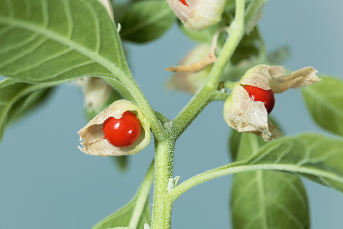 Ashwagandha: bene per lui e anche per lei