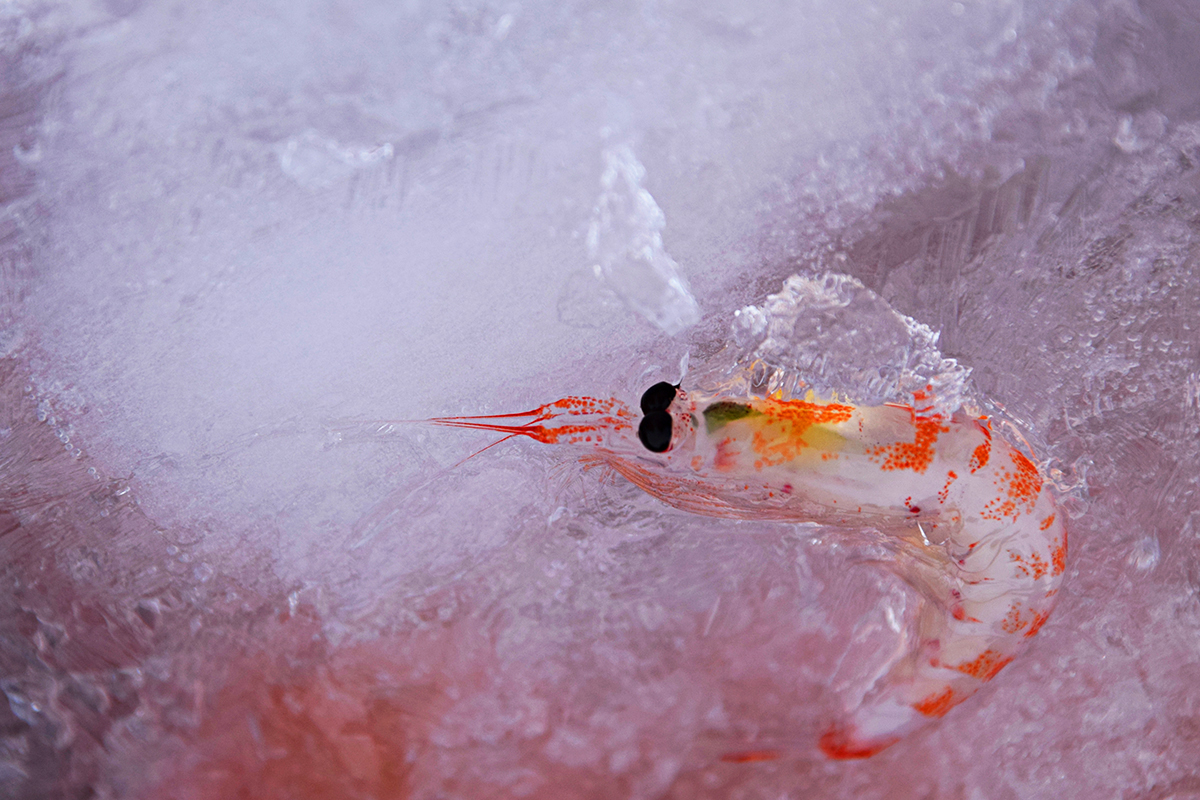 Olio di krill, un potenziale aiuto per la pelle