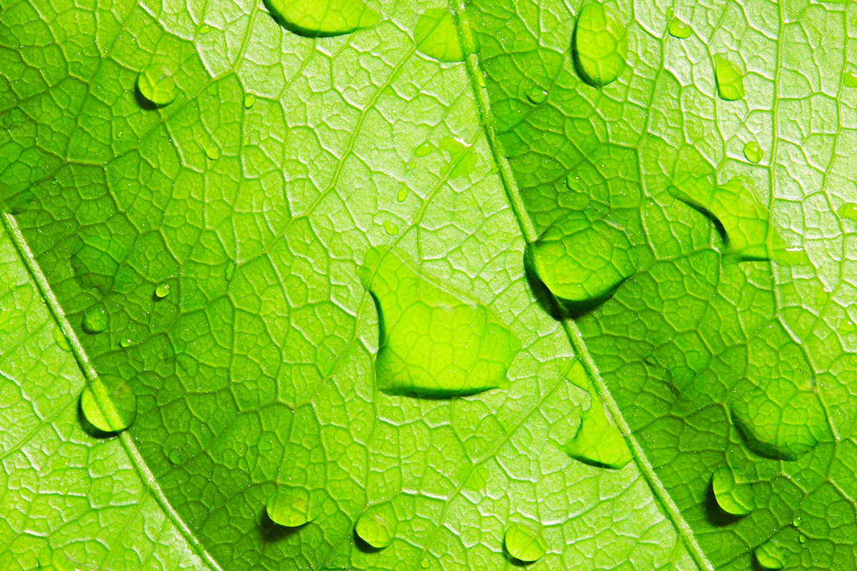 Tè verde, al cuore pensaci tu!