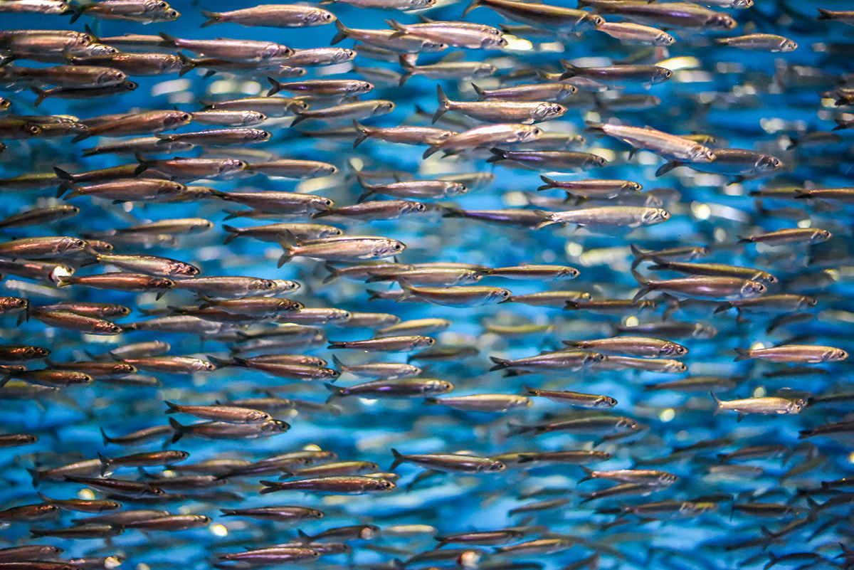 Conferme su olio di pesce ed emicrania 